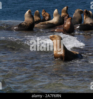 Southern Sea Lion Kolonie am Peninsula Valdes, Golfo Nuevo, Puerto Madryn, Chubut, Patagonien, Argentinien. Stockfoto