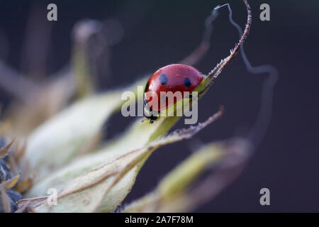 Makro der Marienkäfer auf einem Blatt des Sonnenblume n am Morgen die Sonne Stockfoto