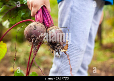 Junge hält frisch geerntete Bio rote Beete in seiner Hand. Close Up. Stockfoto