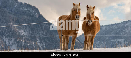 Haflinger Pferde auf dem Winter Wiese und Gipfeln im Hintergrund. Stockfoto