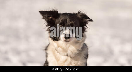 Gehorsam Border Collie Hund. Portrait vor einer verschneiten Hintergrund Stockfoto
