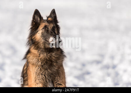 Tervuren Hund, Belgischer Schäferhund Porträt im schneereichen Winter Stockfoto