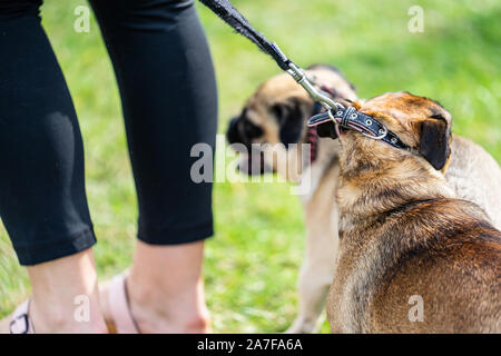 Der Mops ist eine Hunderasse mit physikalisch Besonderheiten einer faltigen, Maulkorb, und ringelschwanz. Zwei Möpse auf ausgewählte Schwerpunkte führen. Stockfoto