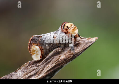 Buff-Tip Motte, Phalera bucephala Stockfoto