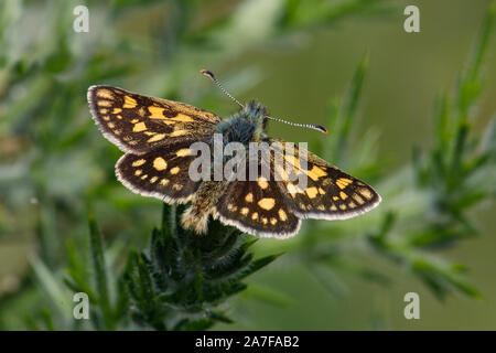 Checkered Skipper Schmetterling, Carterocephalus palaemon Stockfoto