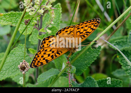 Dunkel grün Fritillary Butterfly, Argynnis aglaja Stockfoto