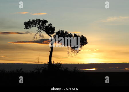 Silhouette der Geier in einem Baum. Stockfoto