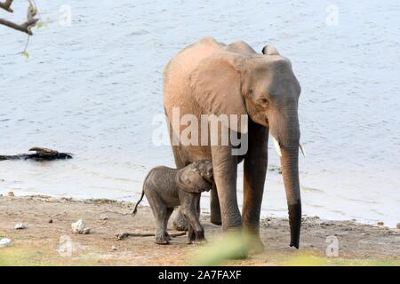 Kleine Afrikanische Elefant saugen seine Mutter Loxodonta africana Okavango Delta Moremi Game Reserve in Botswana Afrika Stockfoto