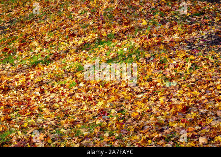 Frisch gefallenen Blätter im Herbst auf einem kleinen Hügel Stockfoto