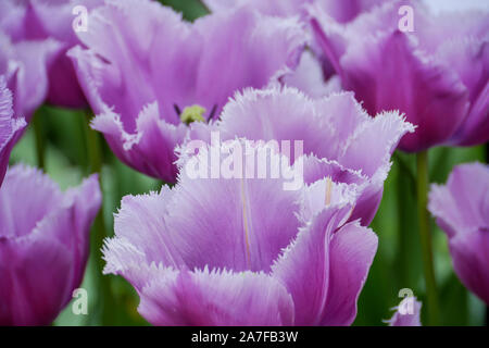 Lila Cummins Tulpen mit Fransen Blütenblatt Tipps. Close Up. Stockfoto