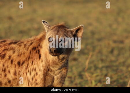 Nach Tüpfelhyäne (Crocuta crocuta) Gesicht Nahaufnahme. Stockfoto