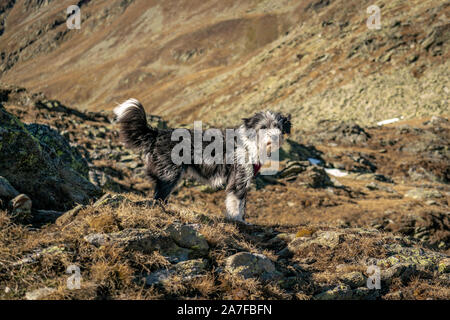 Porträt einer flauschigen schwarzen und weißen Hund hoch oben auf einem Berg am Timmelsjoch Alpenpass mit der Texelgruppe Berge im Hintergrund Stockfoto