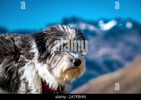 Porträt einer flauschigen schwarzen und weißen Hund hoch oben auf einem Berg am Timmelsjoch Alpenpass mit der Texelgruppe Berge im Hintergrund Stockfoto