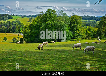 Ein typisch zeitlose britische ländliche Szene, einer Schafherde ruhig Beweidung auf die rollenden Grashängen im Süden von Somerset auf dem Land. Stockfoto