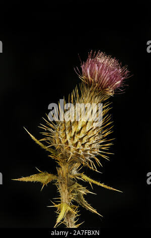 Getrocknete thistle Blume gegen Schwarze isoliert Stockfoto