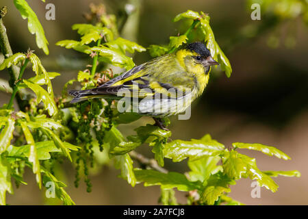 Eurasian Siskin, Carduelis spinus Stockfoto