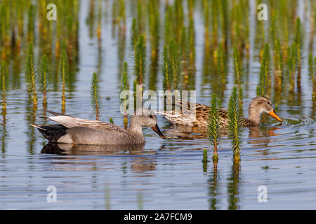 Gadwall, Anas strepera Stockfoto