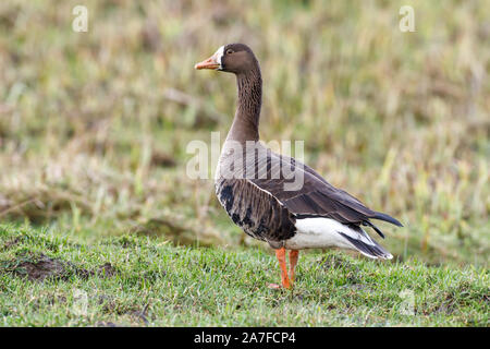 Grönland White – Anser Gans, Anser albifrons Stockfoto