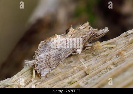 Blass, Pterostoma palpina Prominente Motte Stockfoto