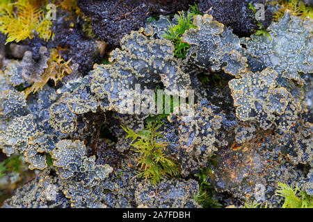 Gelbe Flechten, Pseudocyphellaria crocata Specklebelly Stockfoto