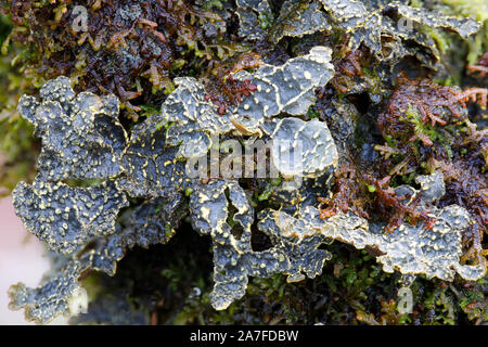 Gelbe Flechten, Pseudocyphellaria crocata Specklebelly Stockfoto