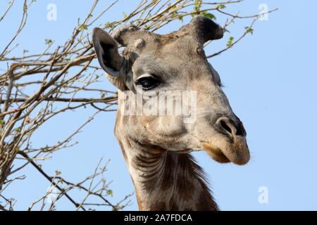 South African giraffe Kap giraffe Nahaufnahme Detail der Kopf Gesicht Moremi Game Reserve Okavango Delta Botswana Afrika Stockfoto