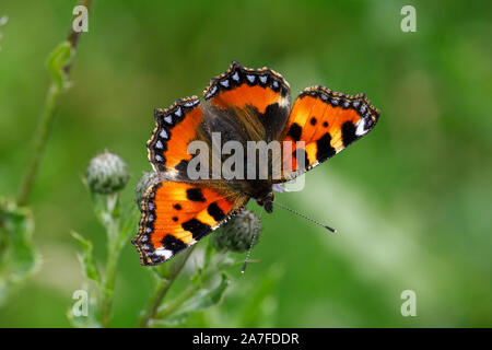 Kleiner Fuchs Schmetterling Aglais urticae Stockfoto
