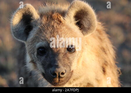 Junge Hyäne Gesicht Nahaufnahme. Stockfoto
