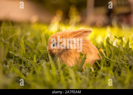 Süße orange Japanischen Zwerg Kaninchen im Garten essen Gras mit einem Ohr und einem Ohr nach unten. Stockfoto