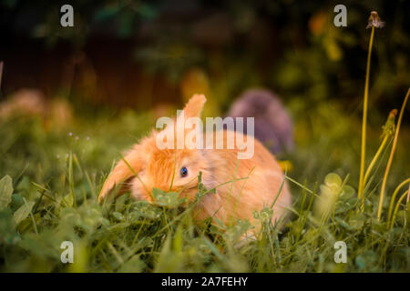 Süße orange Japanischen Zwerg Kaninchen im Garten essen Gras mit einem Ohr und einem Ohr nach unten. Stockfoto