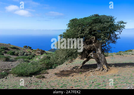 Alte Sabina Wacholder auf der Insel El Hierro, Kanarische Inseln Stockfoto