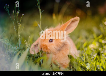 Süße orange Japanischen Zwerg Kaninchen im Garten essen Gras mit einem Ohr und einem Ohr nach unten. Stockfoto