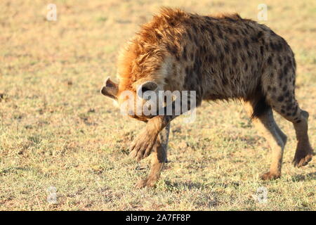 Tüpfelhyäne (Crocuta crocuta) in der afrikanischen Savanne. Stockfoto