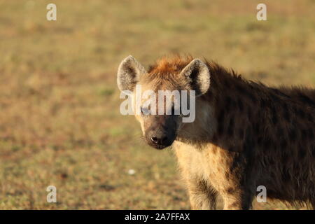 Nach Tüpfelhyäne (Crocuta crocuta) Gesicht Nahaufnahme. Stockfoto