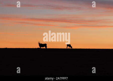 Eland Silhouette in der afrikanischen Savanne. Stockfoto