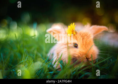 Orange japanischen Zwerg Kaninchen im Garten essen Gras mit einem gelben Blume zwischen den Ohren niedlich. Stockfoto