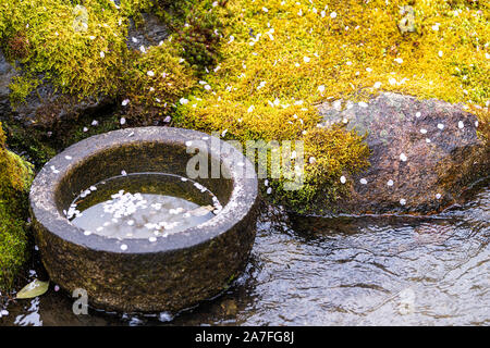 Tempel eikando Stone Garden in Kyoto, Japan im Frühjahr mit gelben Moos und Moos mit kleinen Fluss und gefallenen Kirschblüten in Stein Stockfoto