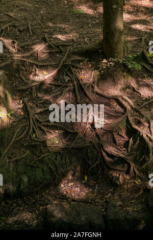 Freiliegende wurzeln Buche Fagus sylvatica in Tehidy Country Park in Cornwall; Stockfoto