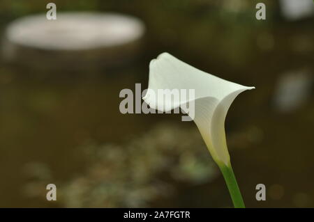 Blumen und Garten Stockfoto