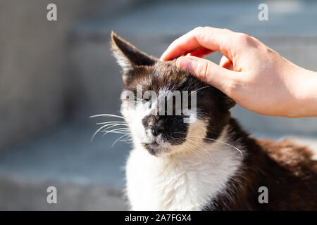 Frau Hand streicheln schläfrig oder blind streunenden schwarzen und weißen Katze auf der Veranda Schritte der Straße in New Orleans, Louisiana mit Nahaufnahme des Gesichts- und geschlossenen Augen Stockfoto