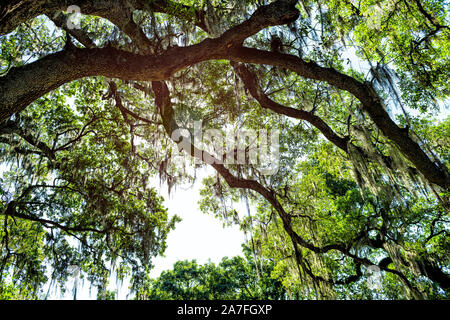 Hängende Äste der alten südlichen live Eichen in New Orleans Audubon Park mit spanischem Moos und Grüner Baum des Lebens im Garden District in Louisiana c Stockfoto