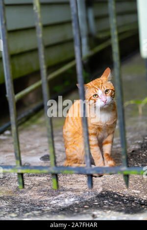 Nahaufnahme von Streunenden Ingwer orange Weiß tabby Katze auf Bürgersteig Straße in New Orleans, Louisiana hungrig und traurig durch die Bars der Zaun Stockfoto