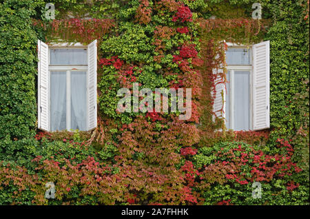 Zwei weiße Fenster mit Fensterläden öffnen auf einer Außenwand eines Hauses in Ivy in den Farben des Herbstes abgedeckt Stockfoto