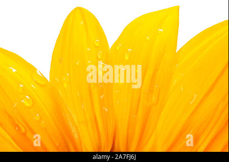 Blütenblätter einer Blume mit Wassertropfen in Nahaufnahme auf weißem Hintergrund Stockfoto