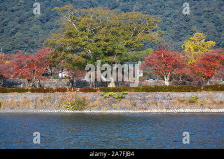 Die farbigen Blätter Japanischer Ahorn (momiji) am Ufer des Flusses Nishiki im Herbst. Iwakuni. Japan Stockfoto