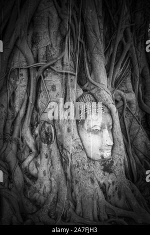 Buddha Kopf in Baumwurzeln, Wat Phra Mahathat Tempel, Ayutthaya, Thailand Stockfoto