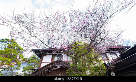 Takayama, Gifu Japan Kirschblüte Kirschbaum im frühen Frühling mit Knospen Blühen im Garten mit traditionellen Heiligtum Gebäude Stockfoto