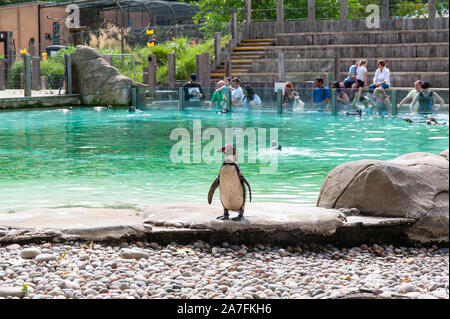 London, Großbritannien. 08-03-2019. ZSL London Zoo. Pinguin Strand - England's größte penguin Pool mit herrlichem Kolonie Humboldt Pinguine. Stockfoto