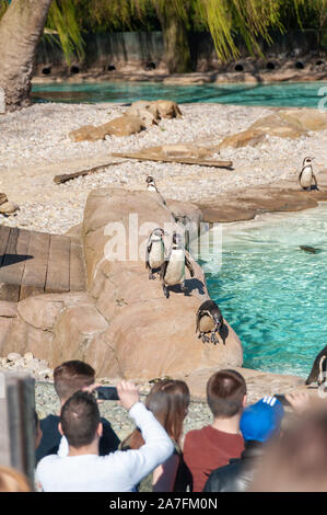 London, Großbritannien. 08-03-2019. ZSL London Zoo. Pinguin Strand - England's größte penguin Pool. Stockfoto