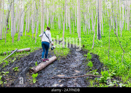 Snodgrass Trail mit Mädchen Frau Kreuzung nassen Schmutz der Straße in Aspen Wald Balancieren auf Log in Mount Crested Butte, Colorado in National Forest Park Mount Stockfoto